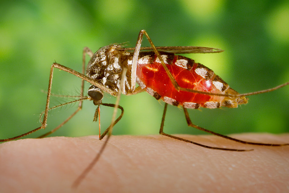 Mosquito feeding on a human finger