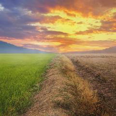 A separate land with green meadow and dried wasted land