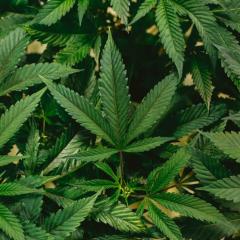 Cannabis