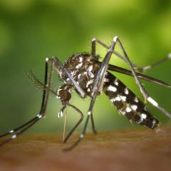 Mosquito